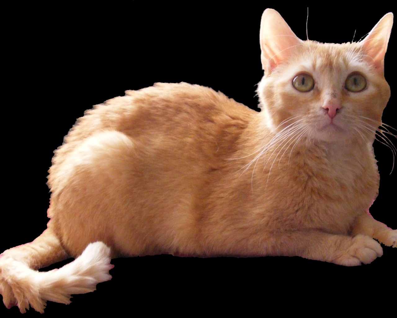 Рыжий немецкий рекс