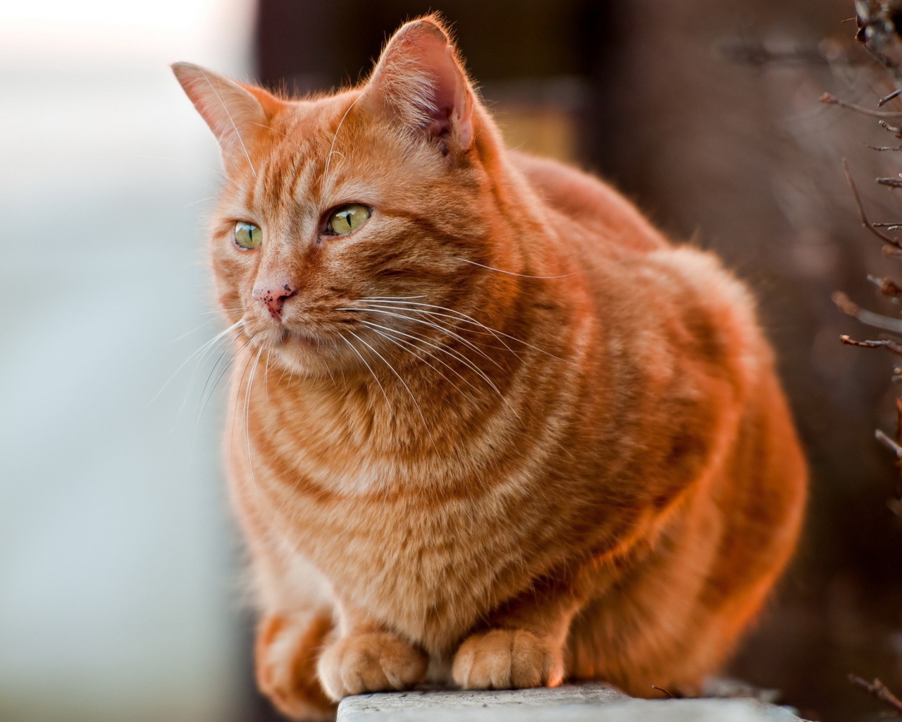 Рыжий жирный кот