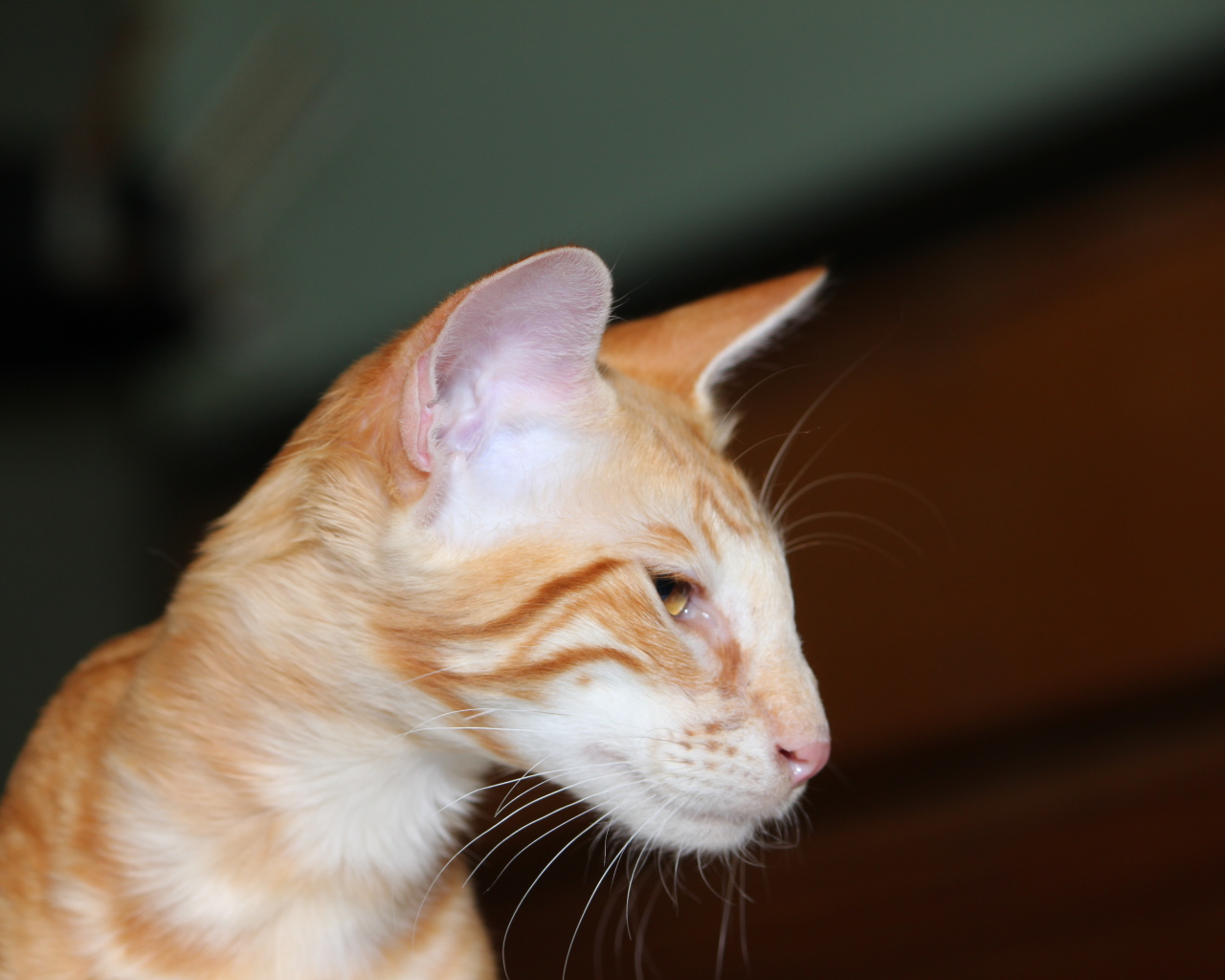 Рыжая мордочка ориентальной длинношерстной кошки