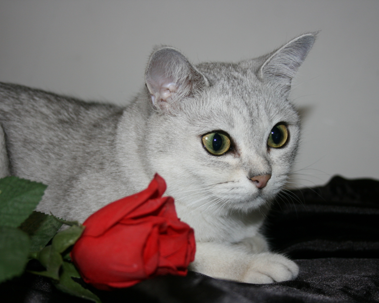 Роза и бурмилла