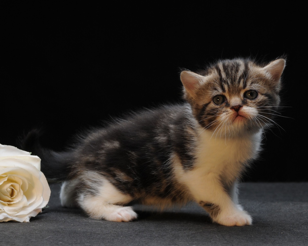 Роза и котенок манчкин