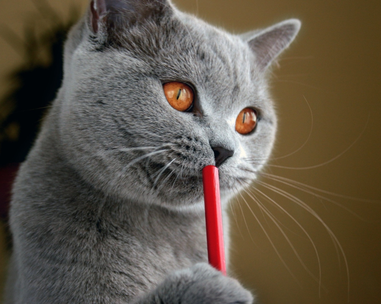 Русская голубая кошка с карандашом