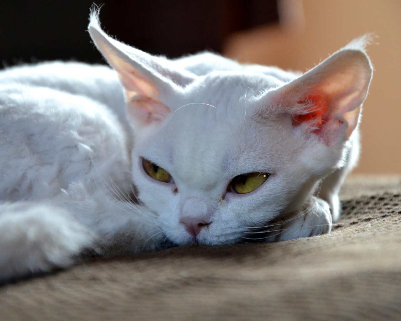 Грустный девон-рекс