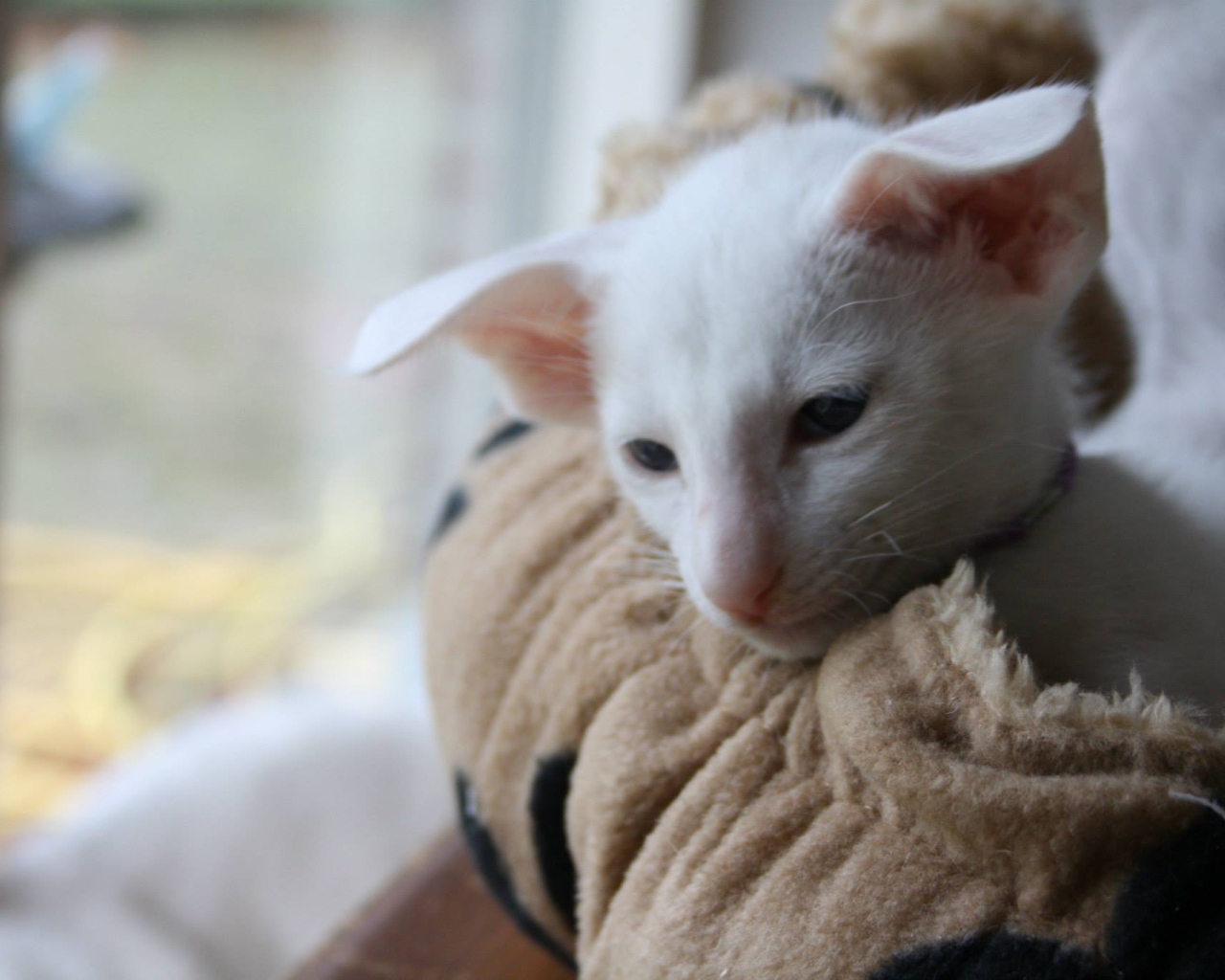 Грустный форин вайт