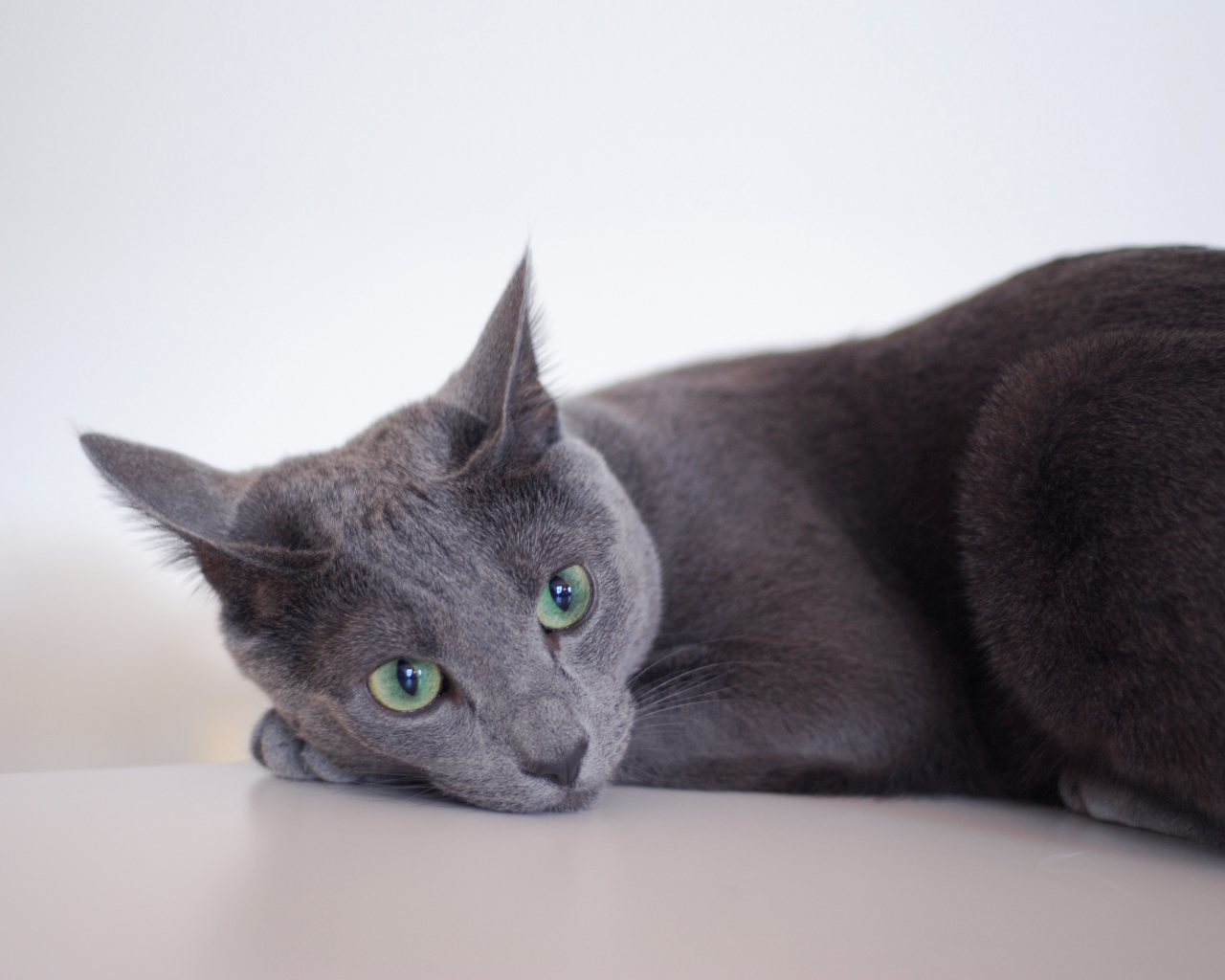 Грустная русская голубая кошка