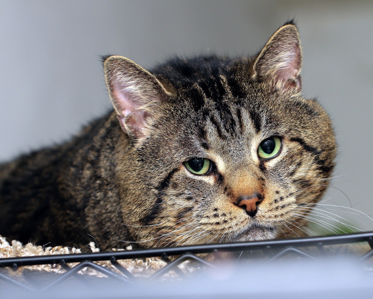 Грустный толстый кот