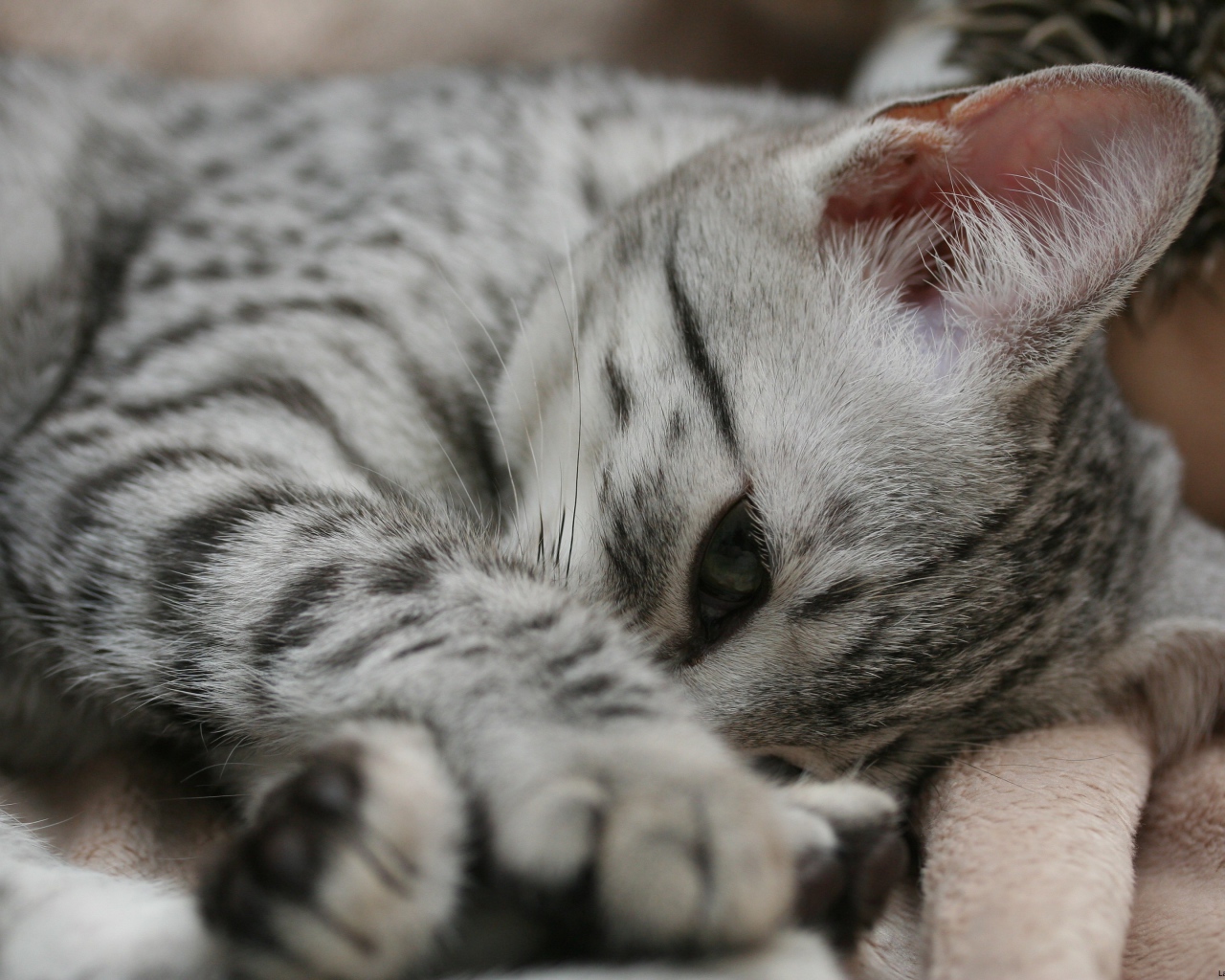 Грустный котенок египетская мау