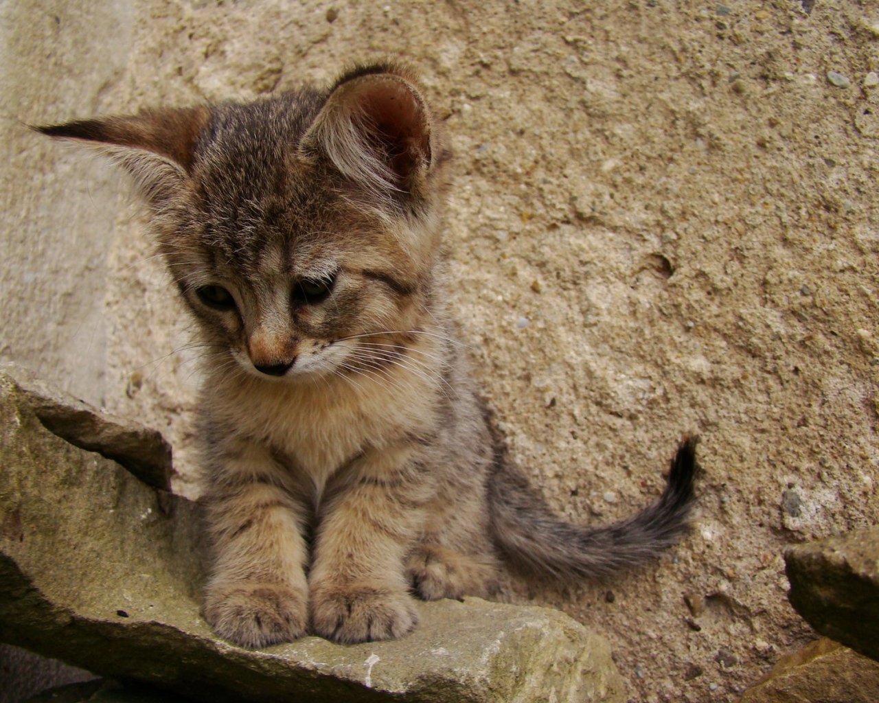 Грустный котенок пиксибоб