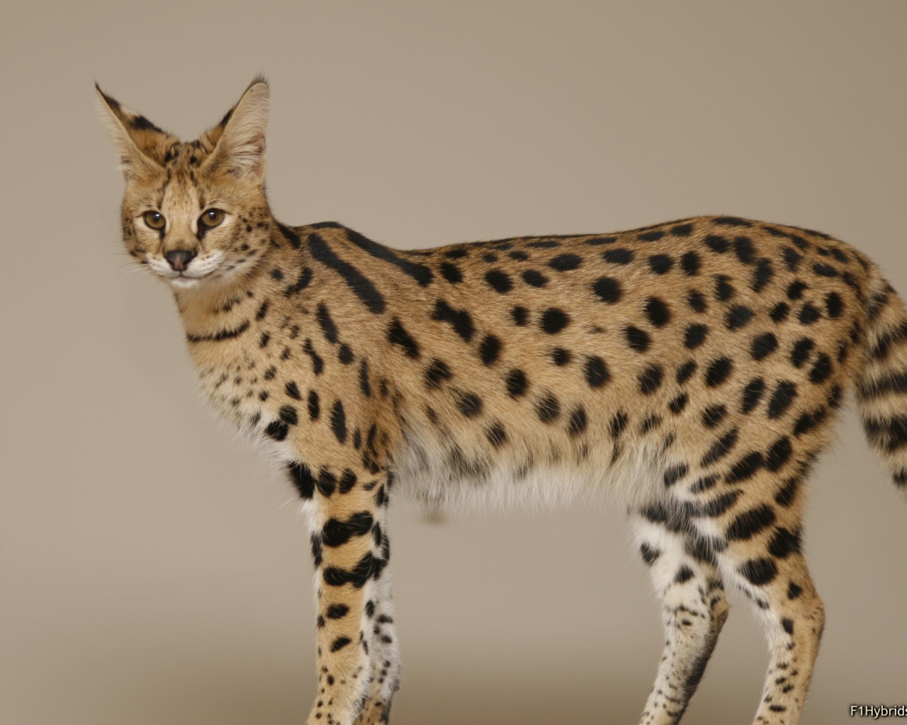 Кошка породы саванна