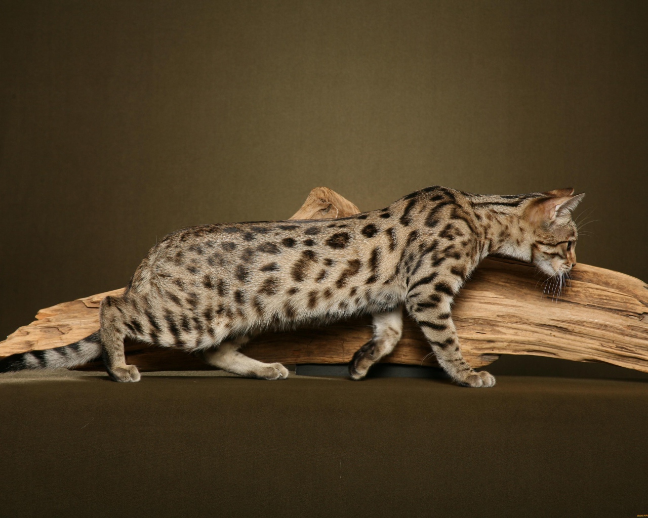 Кошка саванна у сухой ветки