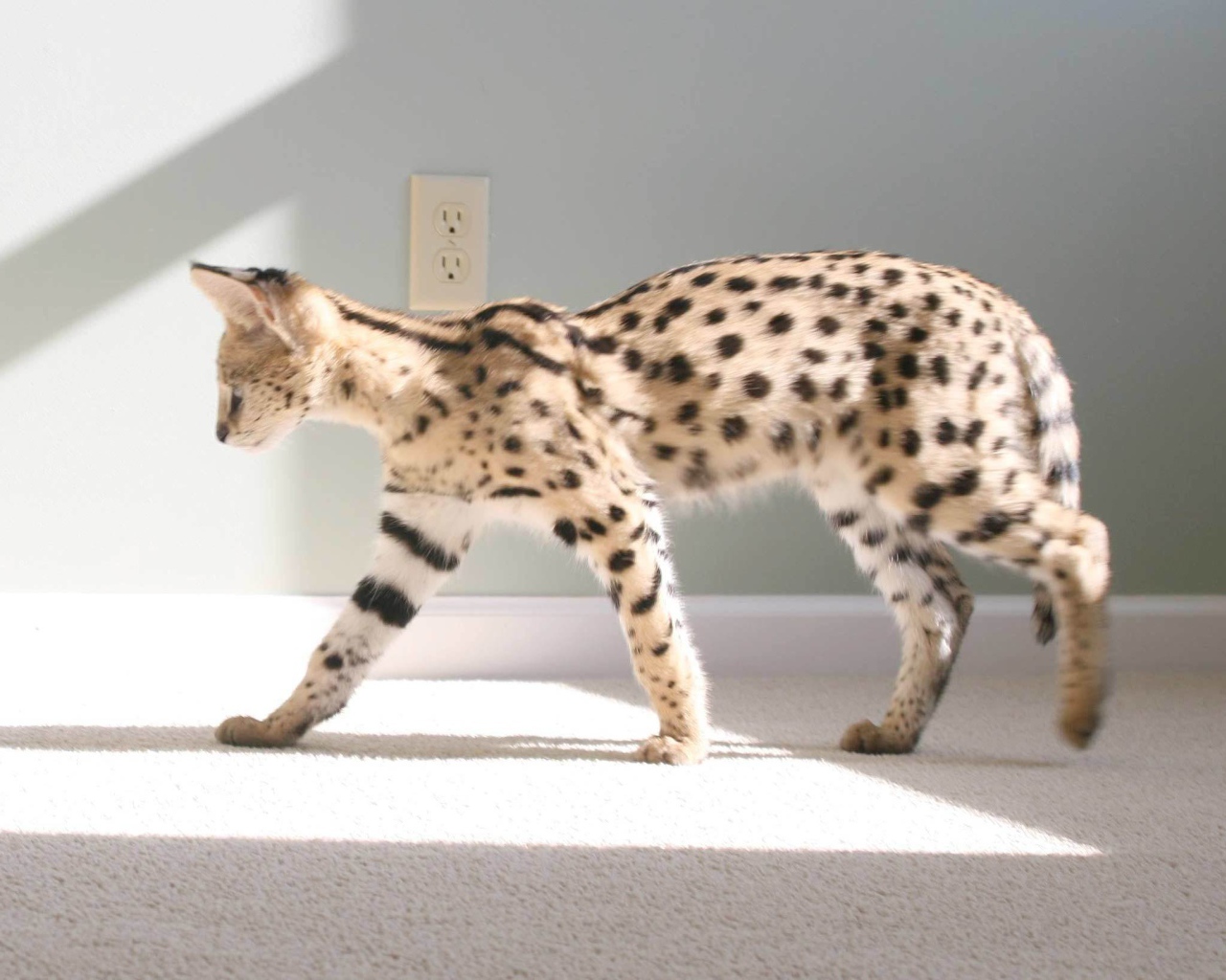 Кот саванна гуляет по квартире