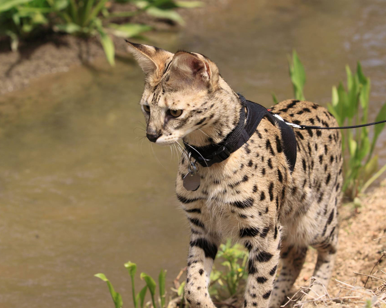 Саванна на поводке
