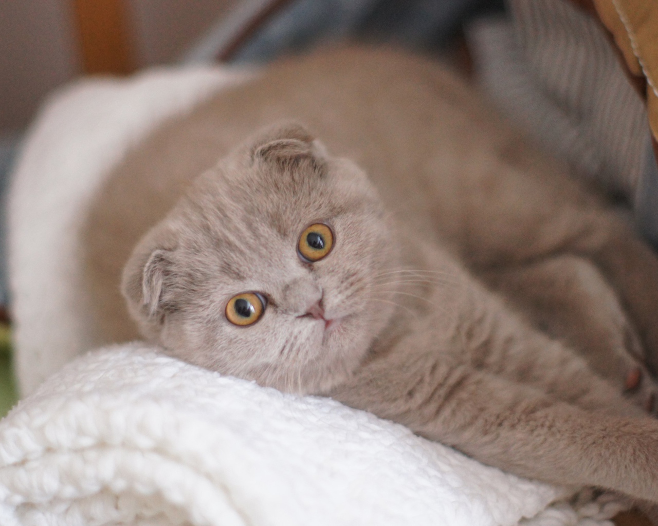 Вислоухая шотландская кошка