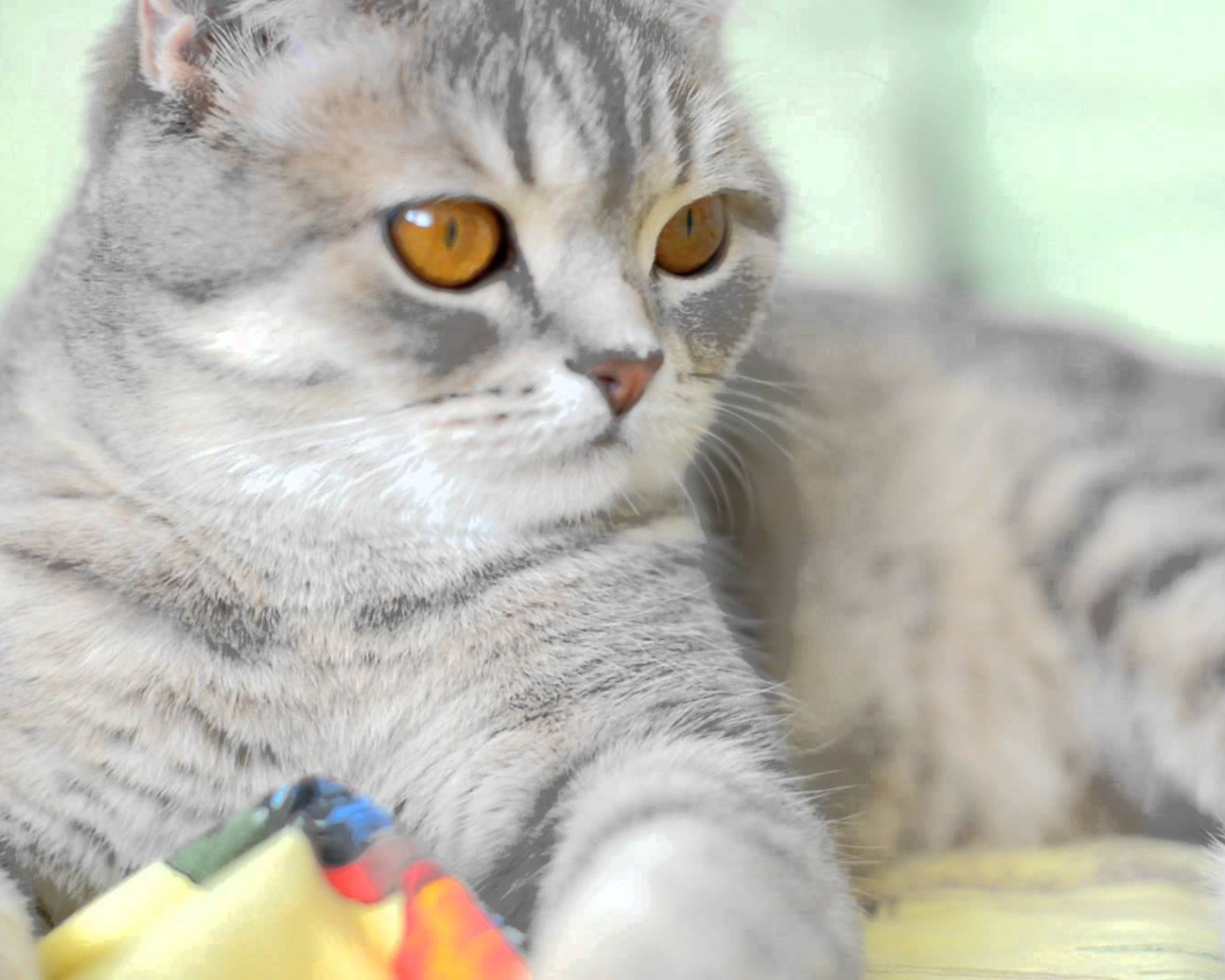 Порода шотландская кошка