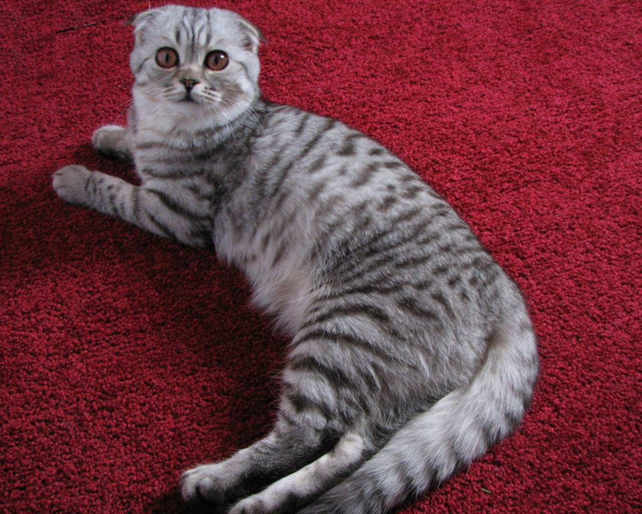 Шотландская кошка на ковре