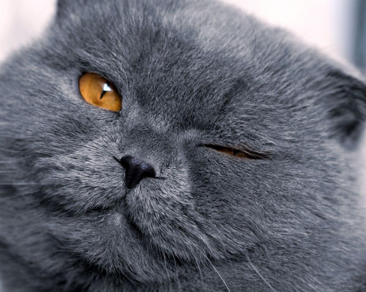 Шотландская кошка подмигивает