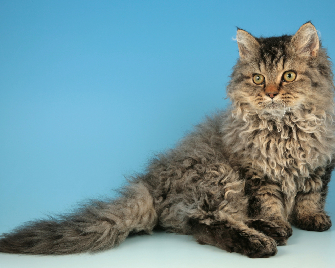Порода кошек селкирк рекс