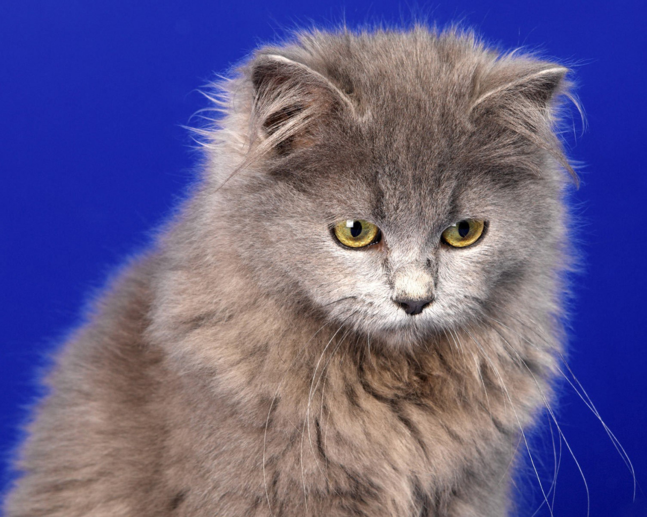 Кот селкирк рекс на голубом фоне