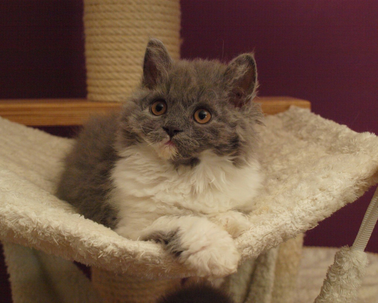 Селкирк рекс в гамаке