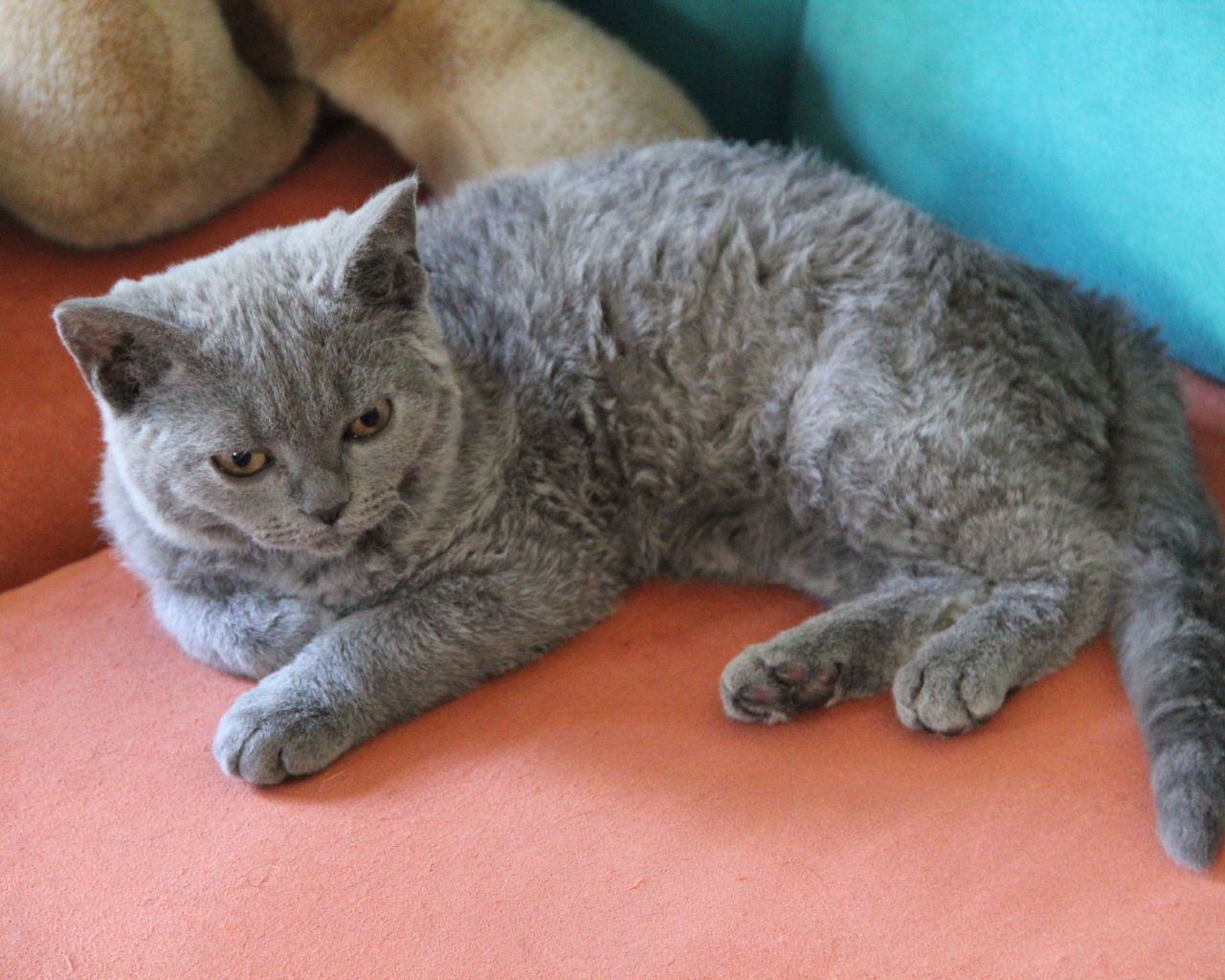 Селкирк рекс лежит на диване