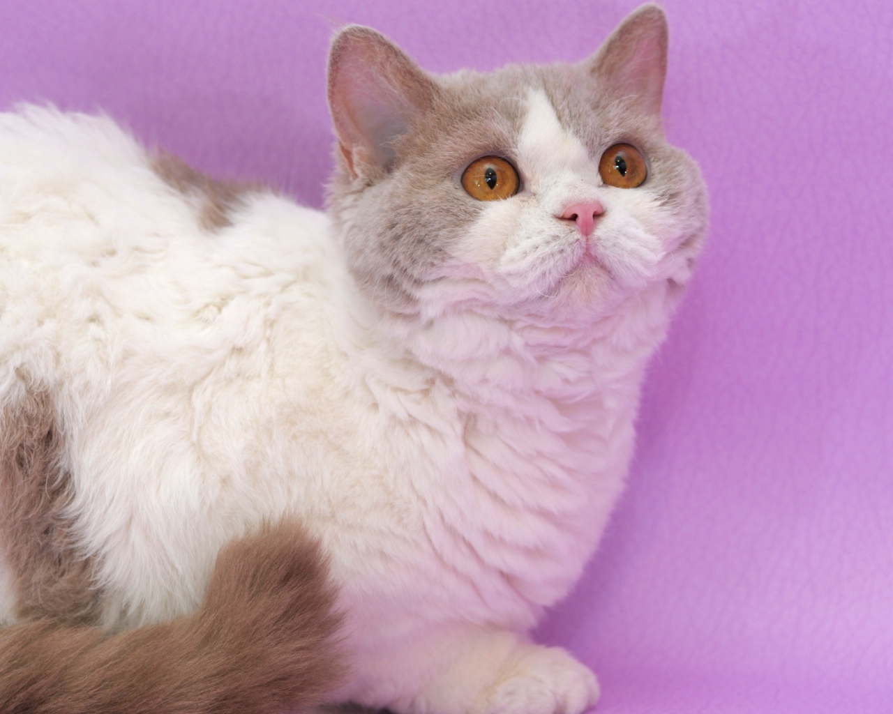 Селкирк рекс на сиреневом фоне
