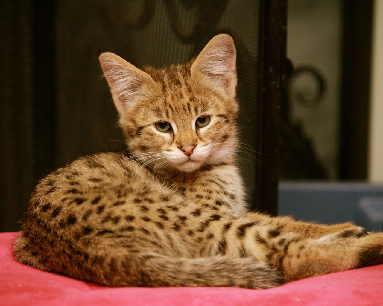 Серьезный котенок саванна