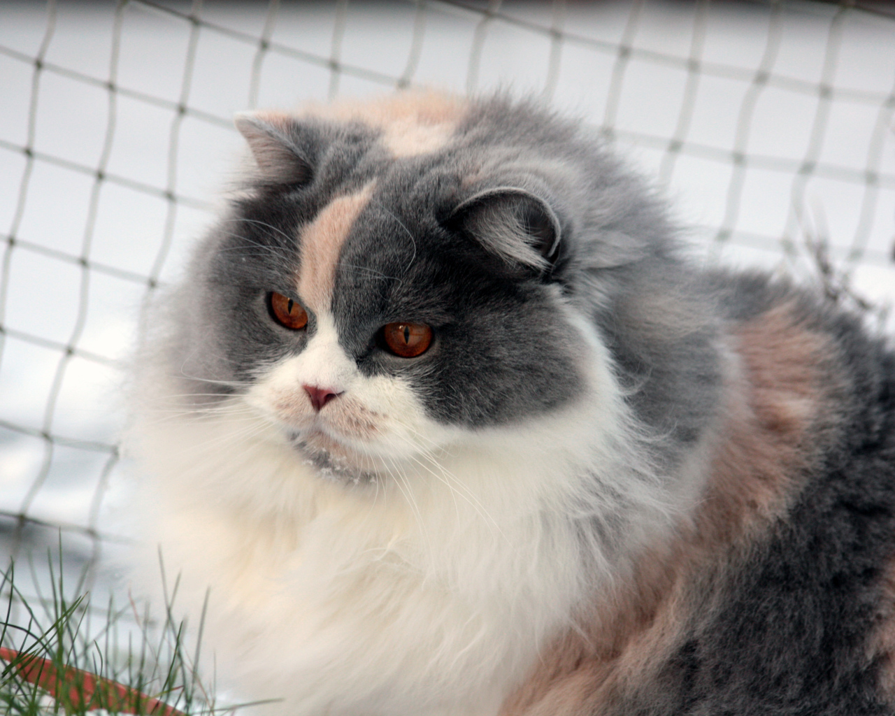 Лохматая британская длинношерстная кошка