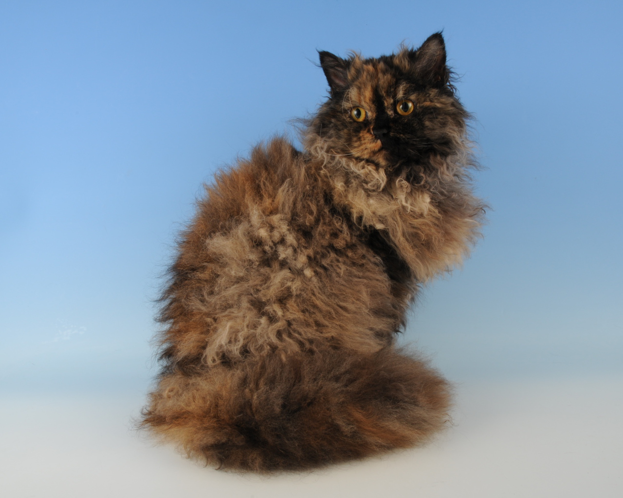 Лохматый селкирк рекс