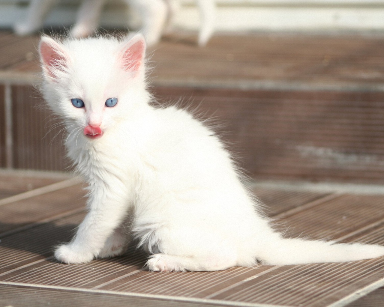 Лохматый котенок турецкая ангора