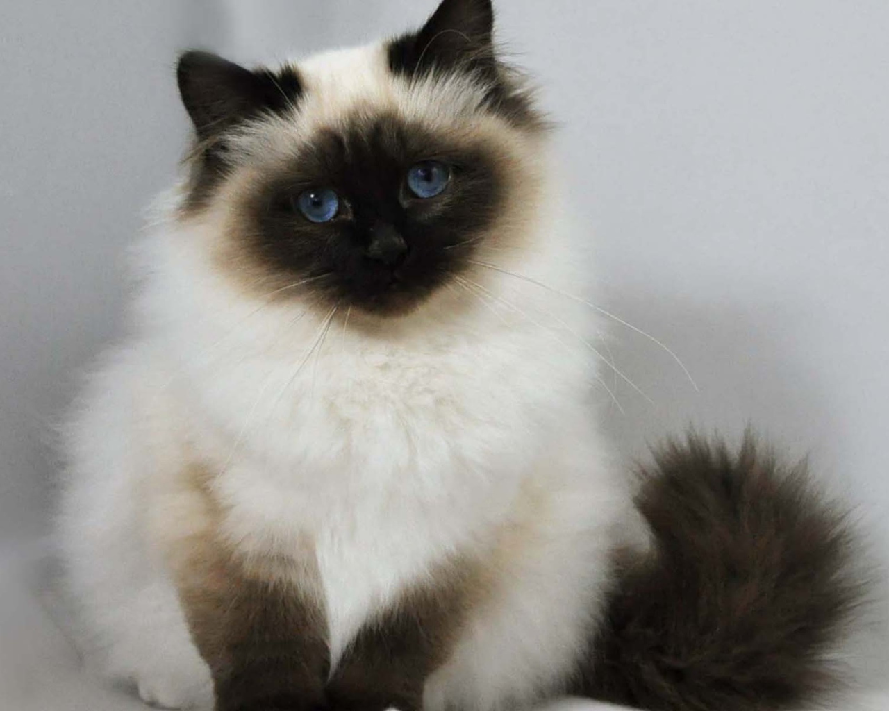 Лохматый котенок гималайской кошки