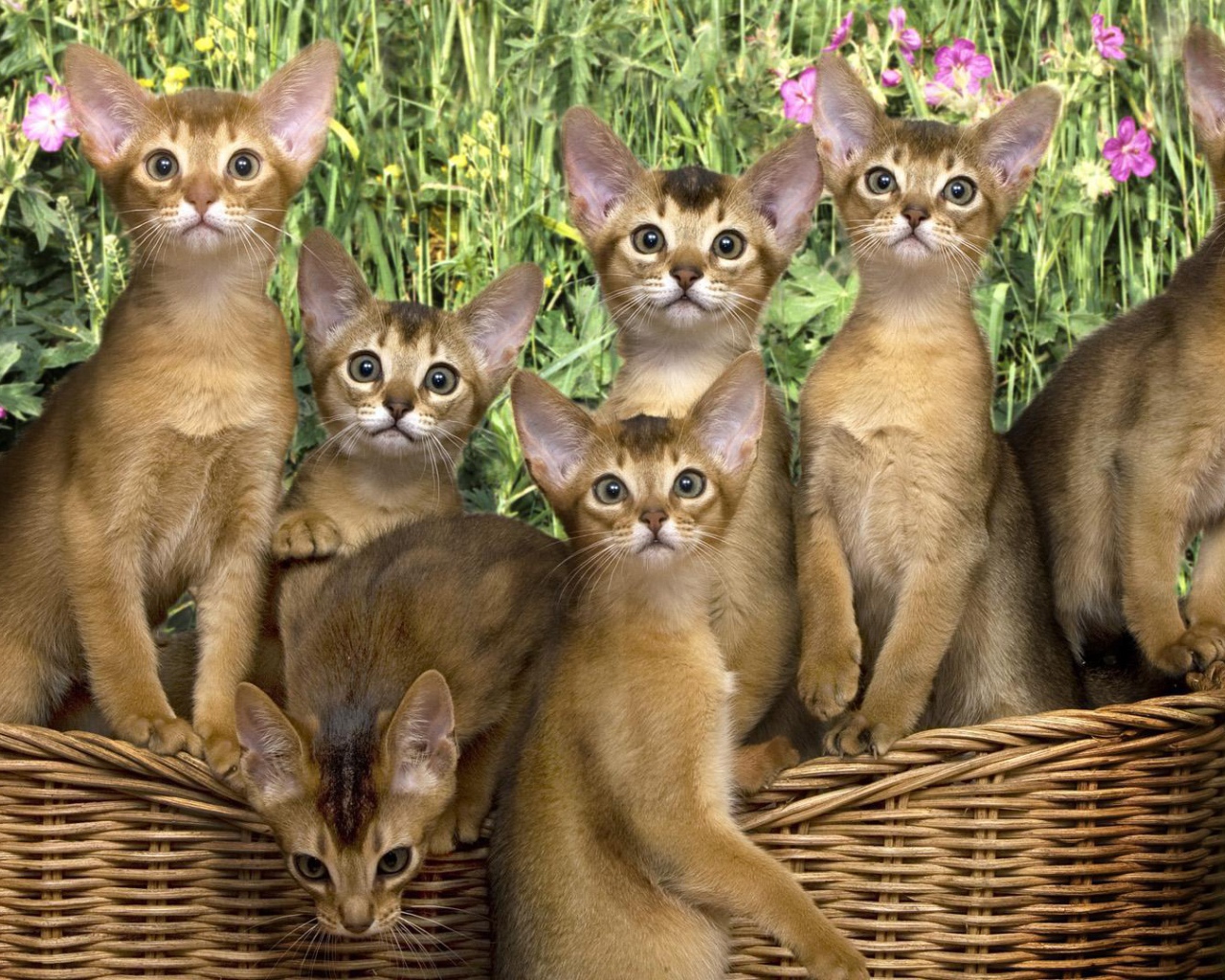 Корзина котят абиссинской породы