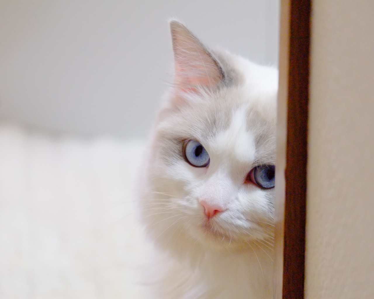 Стеснительная кошка рэгдолл