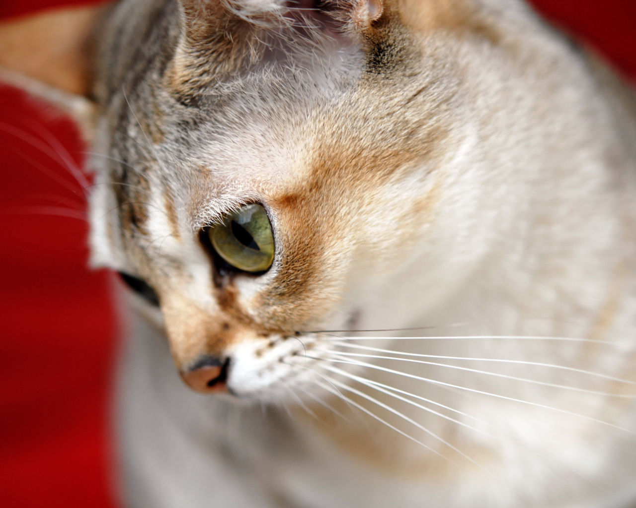 Милашка сингапурская кошка