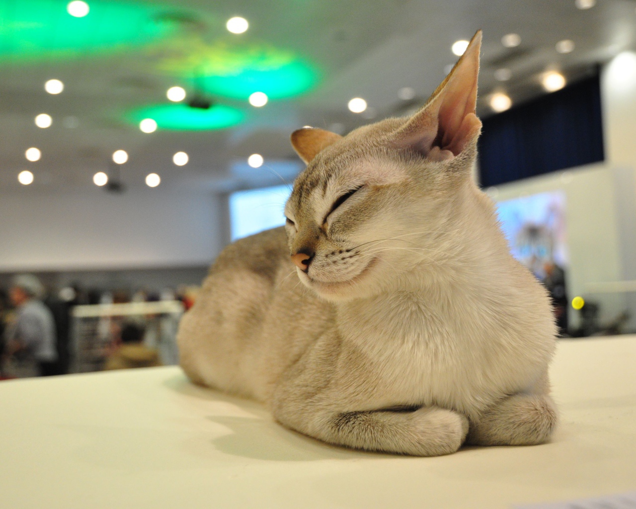 Сингапурская кошка прикрыла глаза