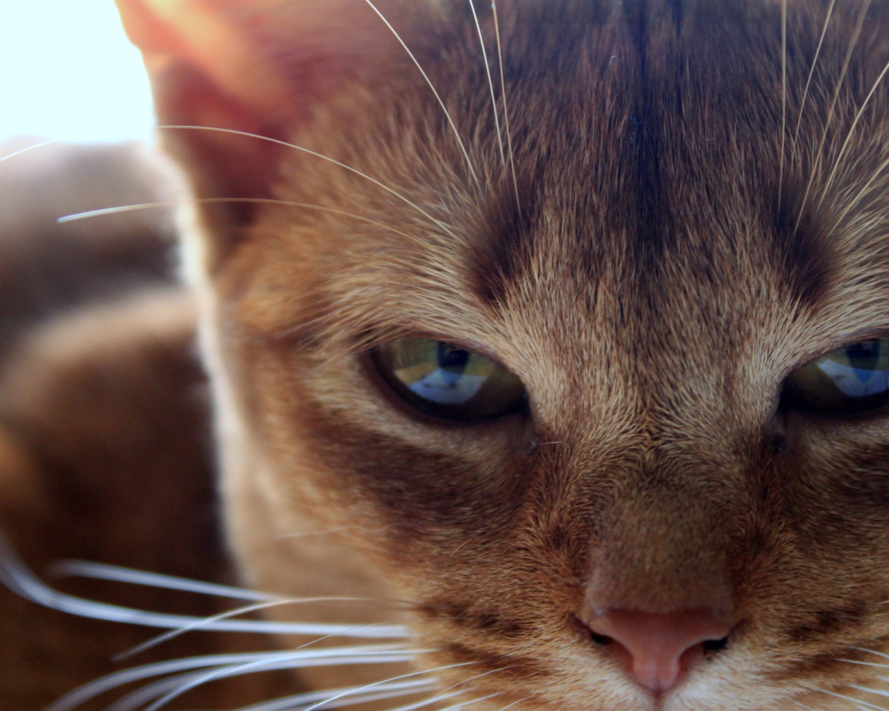 Глаза сингапурской кошки