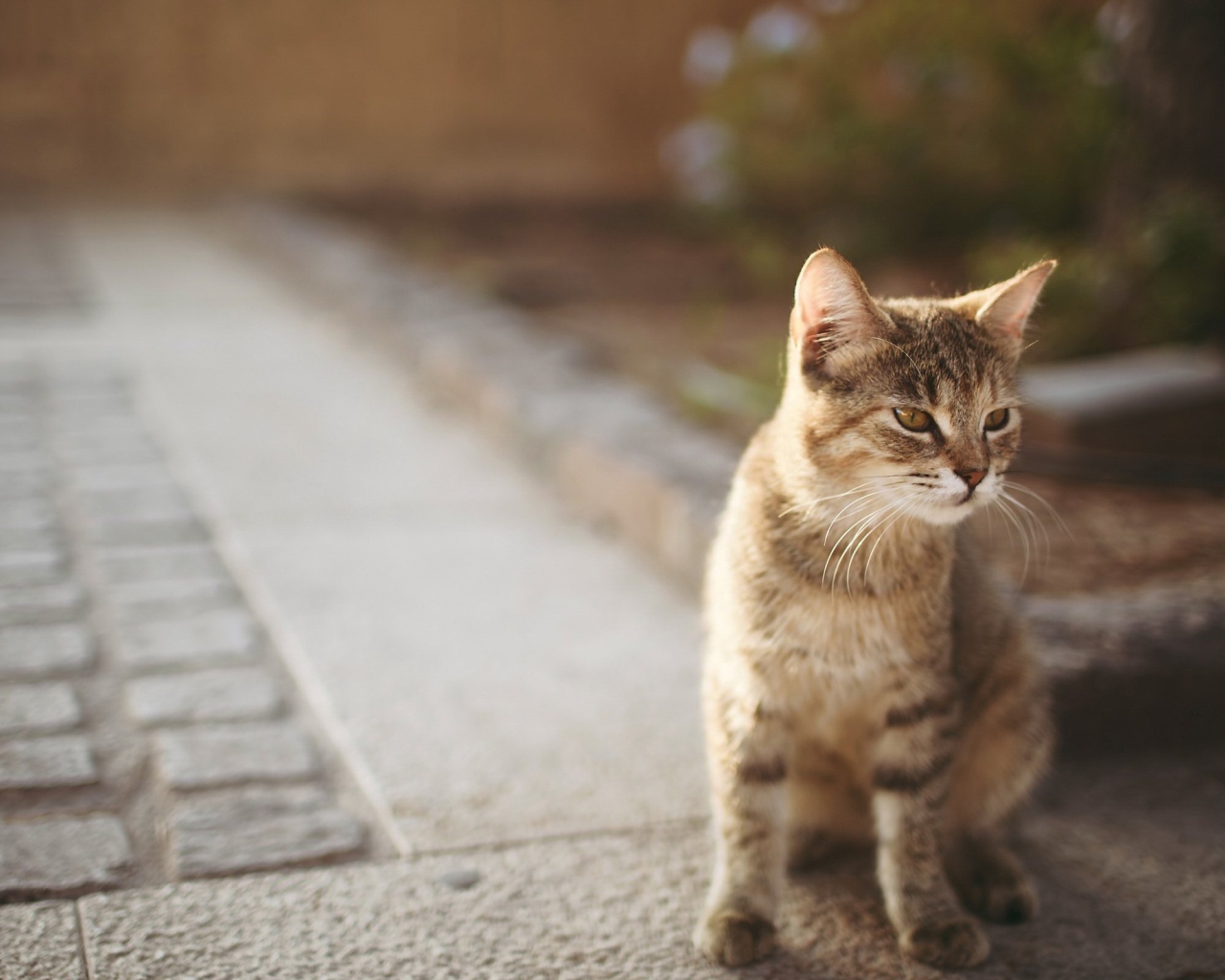 Котенок сингапурской кошки