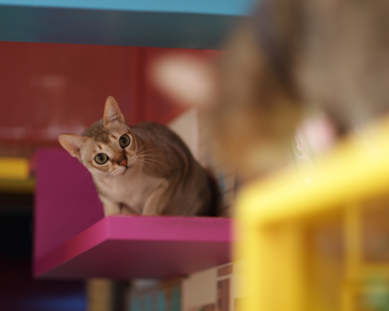 Сингапурская кошка на стуле