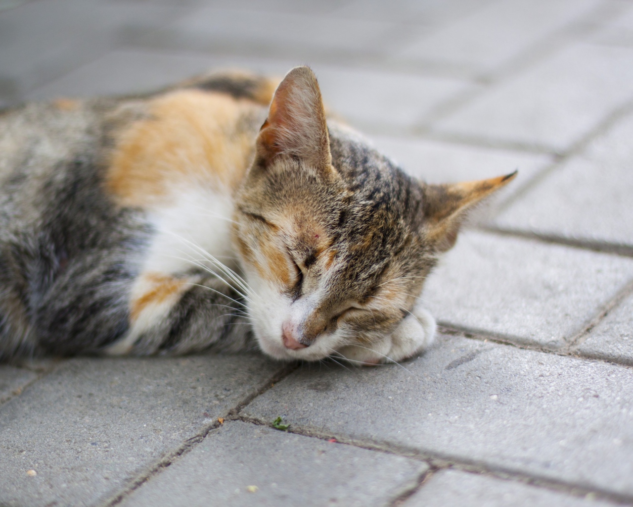 Спящая американская жесткошерстная кошка