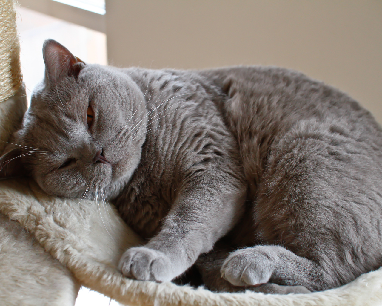 Спящая британская длинношерстная кошка