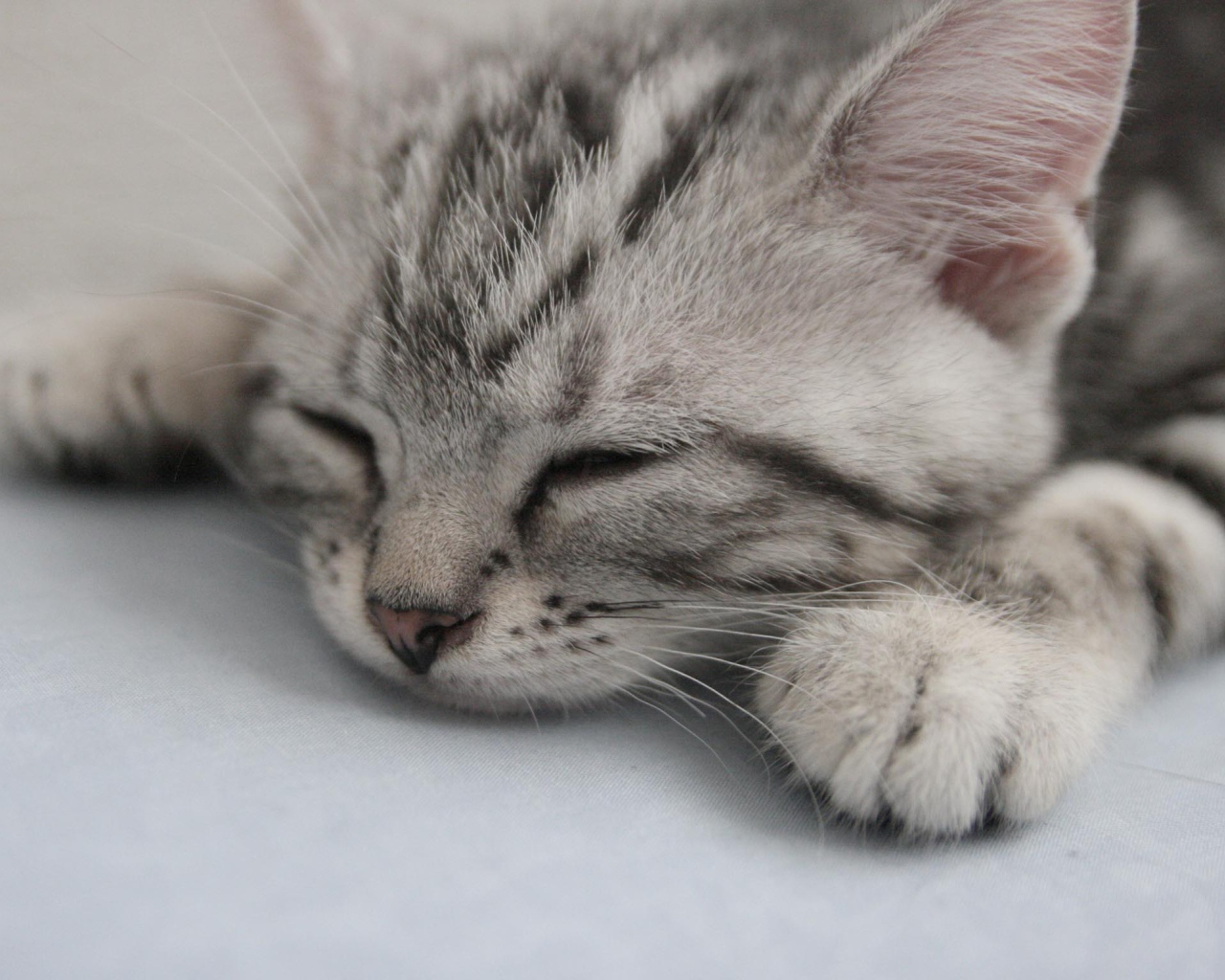 Спящий котенок американской жесткошерстной кошки