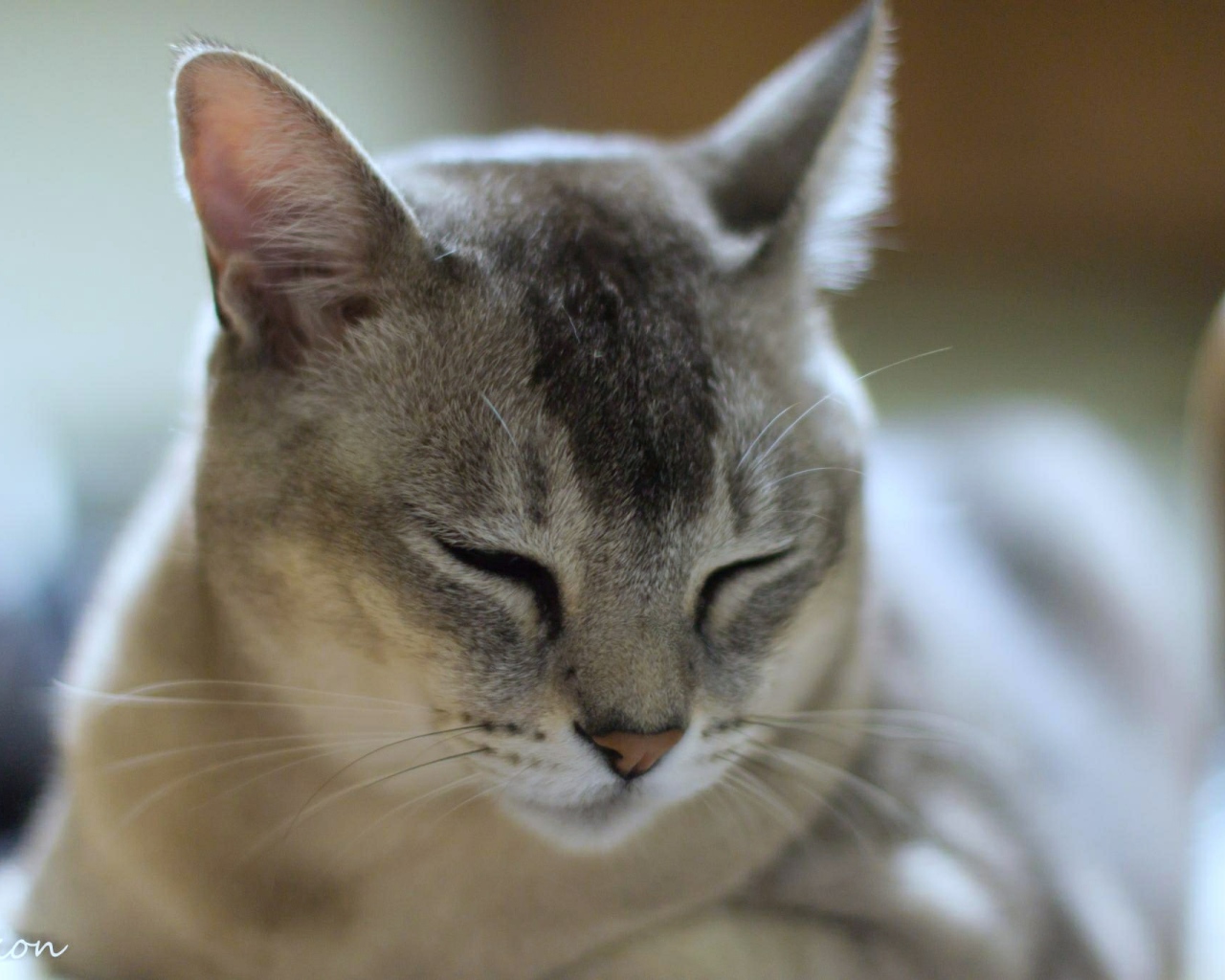 Сонный кот бурмилла