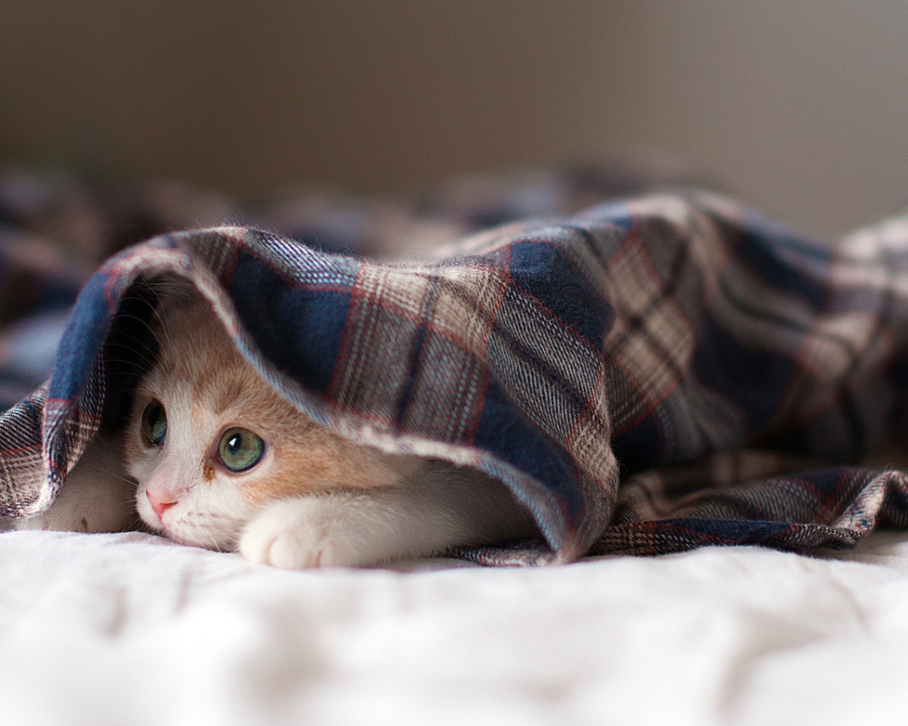 Спящая кошка