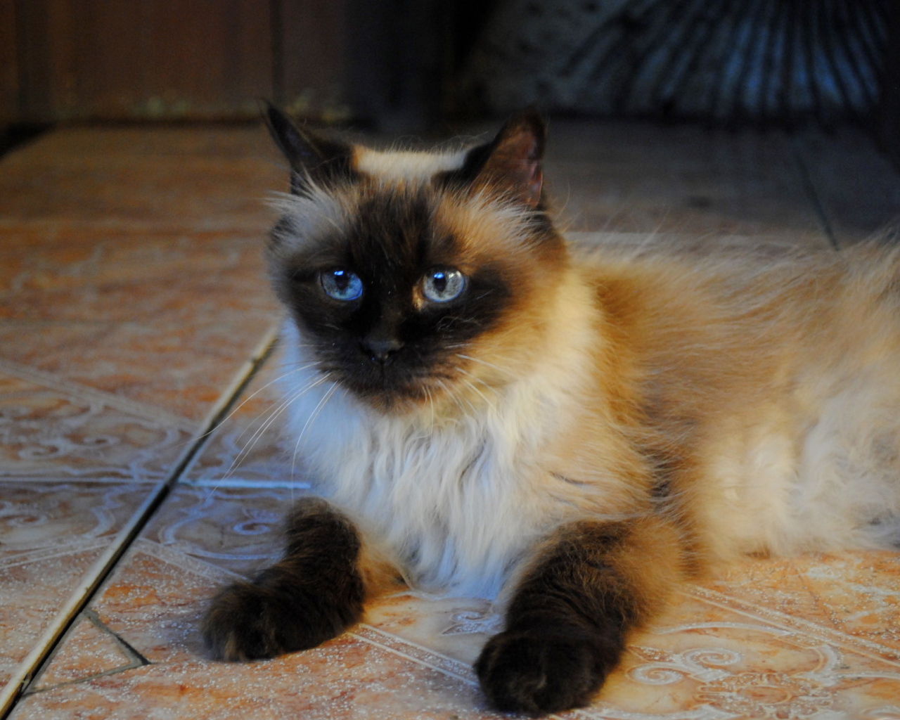 Небольшая гималайская кошка