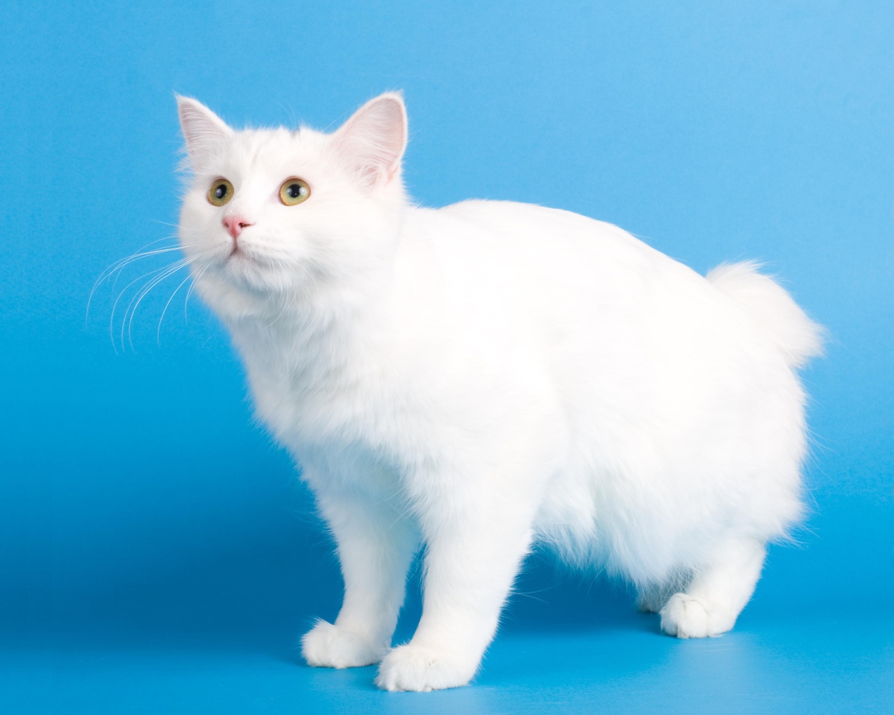 Белоснежный курильский бобтейл