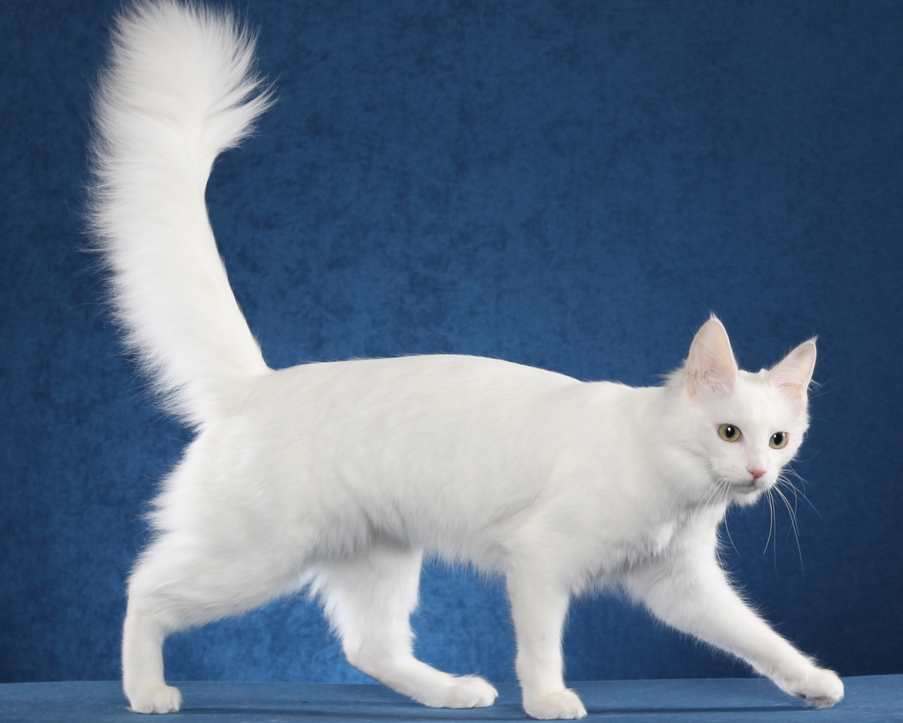 Белоснежный турецкий ван