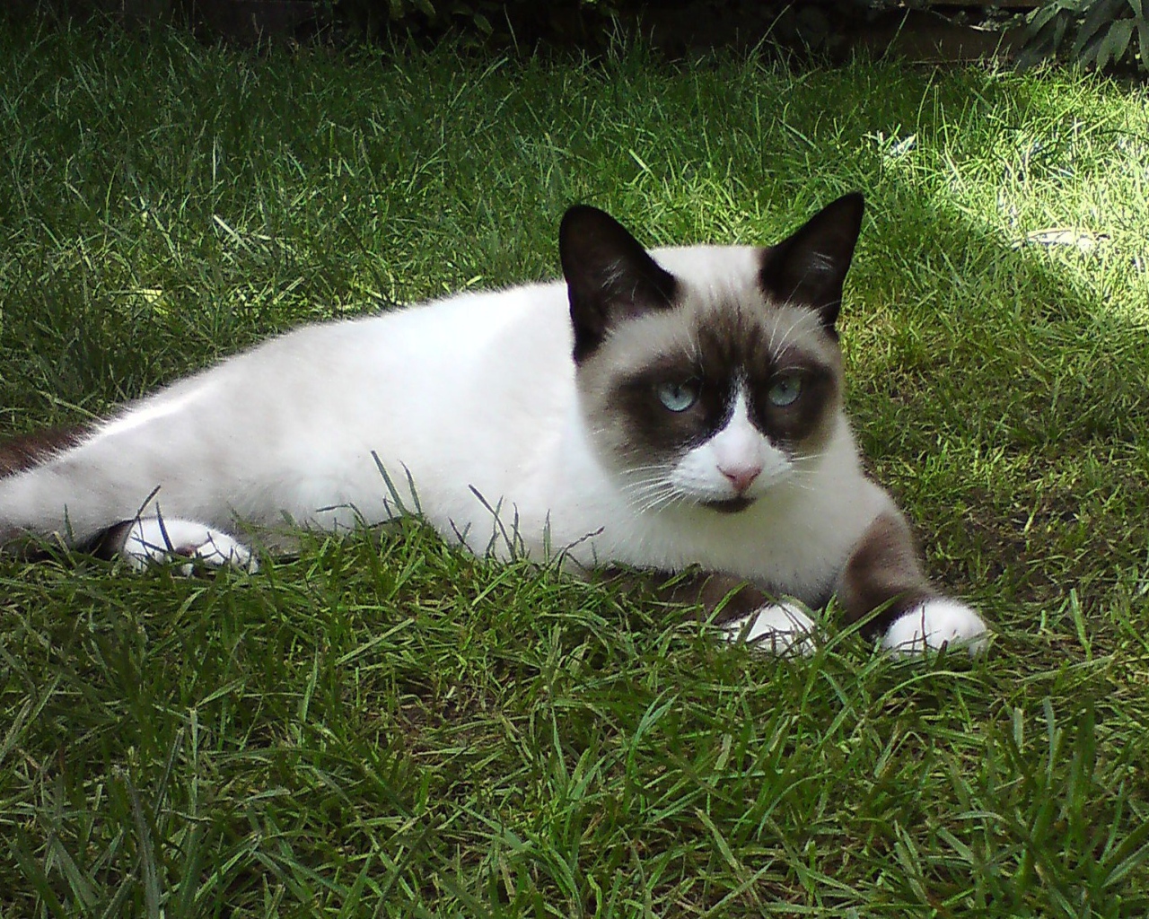 Кот сноу-шу на траве