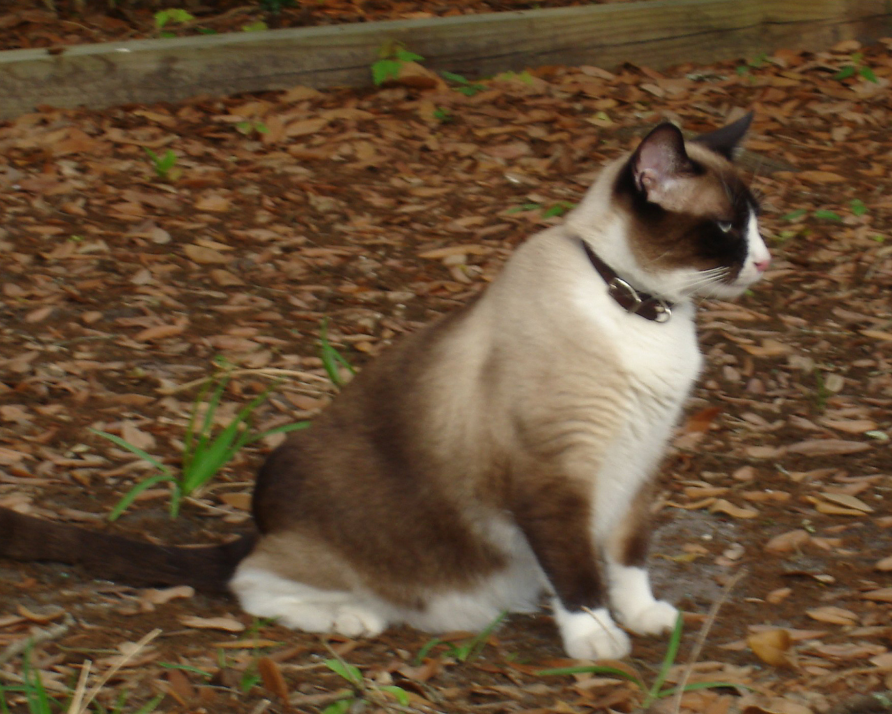 Кот сноу-шу в ошейнике