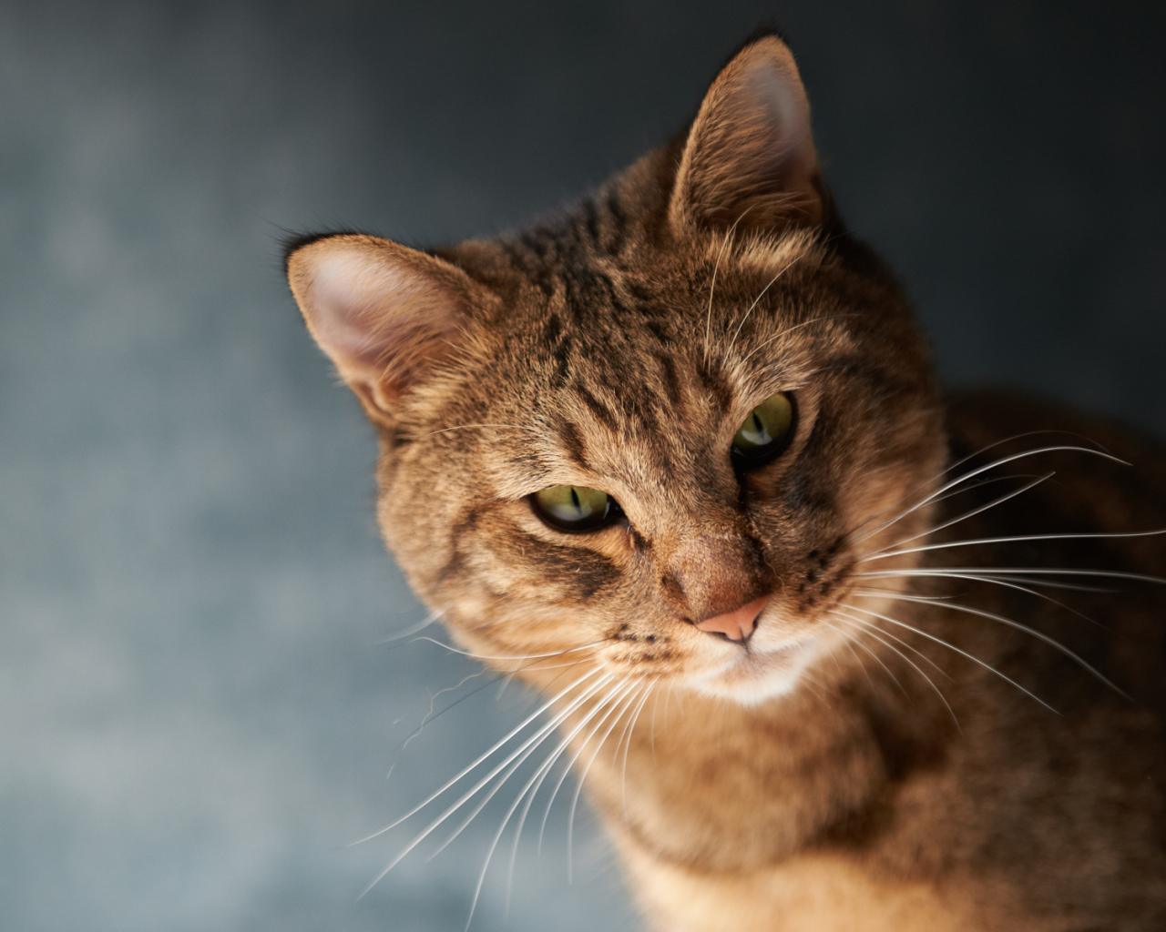 Порода сомалийская кошка