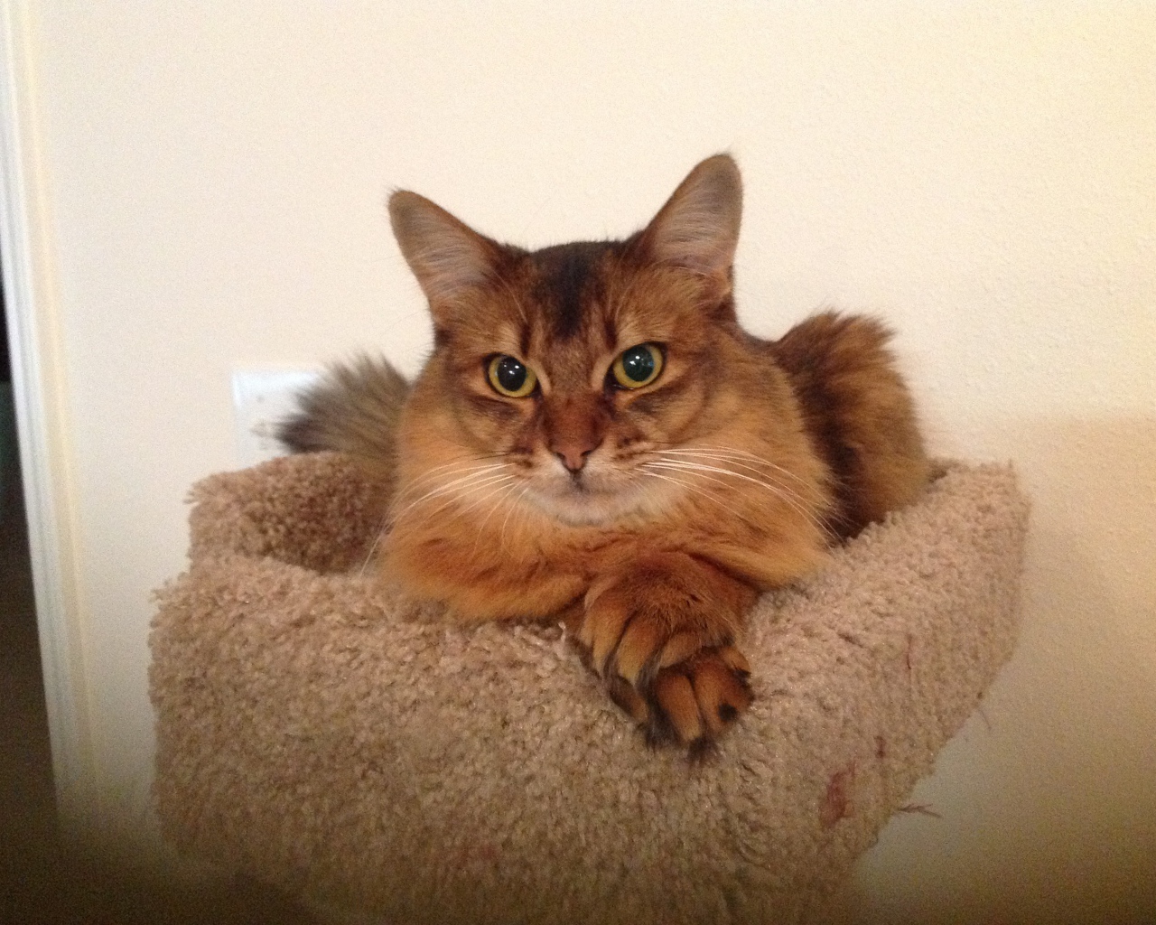 Сомалийская кошка в домике