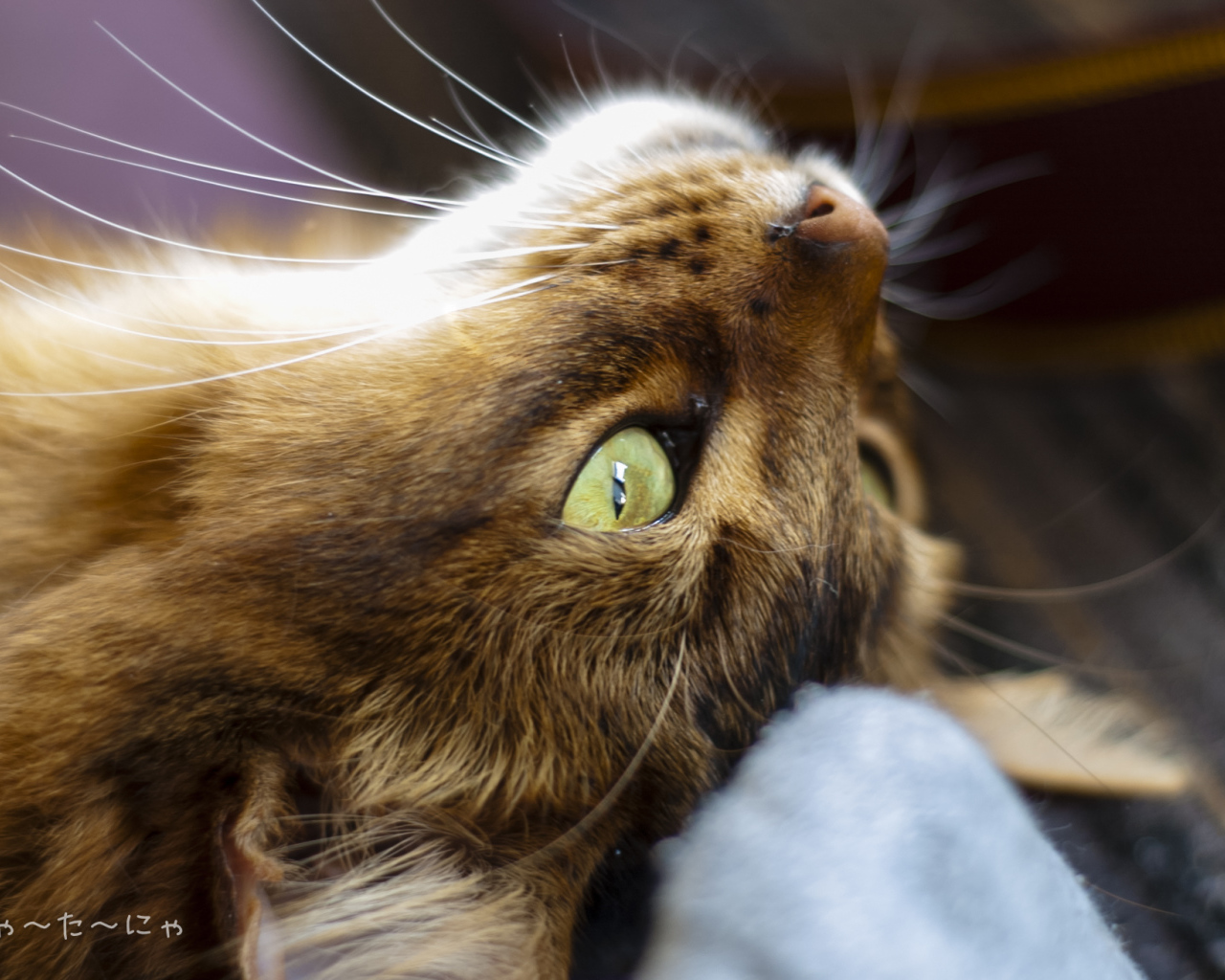 Сомалийская кошка на спине